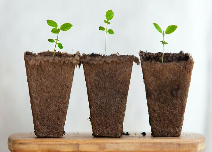 3 young plant sprouts