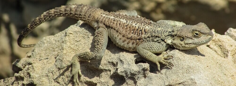 a lizard adapting his colour to the environment he chose to be in