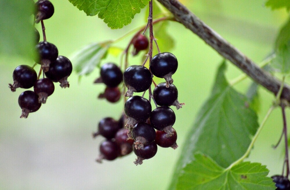 easy to grab low hanging fruit - just like long-tail keywords!