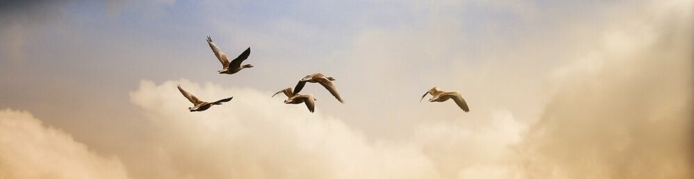 birds flying free in the sky